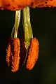 Lilium columbianum anthers