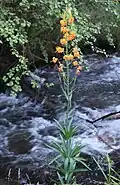 Lilium columbianum by creek