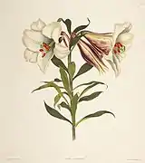 Lilium brownii var. viridulum