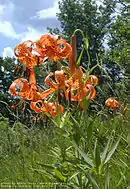 Flowers of Lilium michiganense