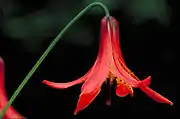 Red Canada lily