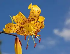 An ornamental lily hybrid known as Lilium 'Citronella'