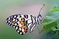 While resting, the butterfly closes its wing over its back and draws the forewings between the hindwings.