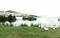 Geese at the Lake of Kastoria