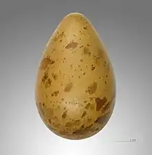 Egg