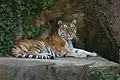 Siberian tiger at the zoo