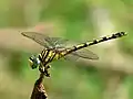 Paragomphus lineatus, female