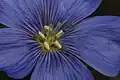 A lavender flower