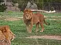 Lion in the drive-through safari