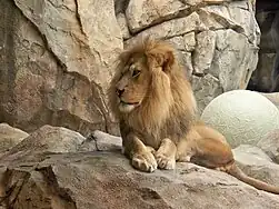 Lion