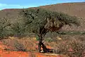 Baboons caught up a tree by Kalahari lions (3 of 3)