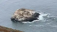 A large rock rising out of the ocean with marine life (primarily seals) on top of it