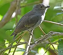 A grey bird perched on branch looking right.