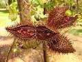 Lipstick Plant (1 of 2)