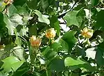 Tulip poplar tree