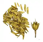 Seeds