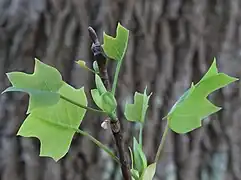 Unfolding leaves