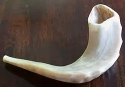 An Ashkenazi shofar