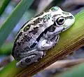 Juvenile motorbike frog