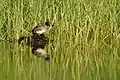 Nest at edge of lake in Jodhpur, Rajasthan, India