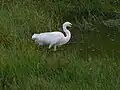 A little egret (Daily)