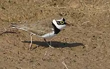 Adult in breeding plumage at Khijadiya Bird Sanctuary, Gujarat, India