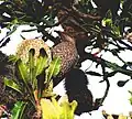 On a flowering Banksia