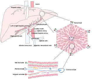 Diagram of liver, lobule, and portal tract and their inter-relations