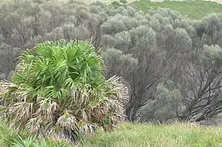 L. australis & casuarinas on a cliff above the sea