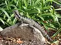 Eastern water dragon in the park.