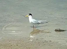 Least tern (S. a. antillarum) at Lake Jackson, Florida