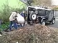 ...and loading the sacks into the LWT Land-Rover