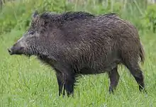 Colour photograph of a Central European boar