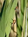 Second and fourth instar nymphs (gregarious)