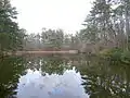 Small lake surrounded by old growth forest in winter