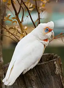 A white parrot with a crest and a red mask