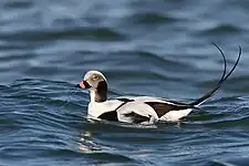 Long-tailed duck (male)Clangula hyemalishavlit