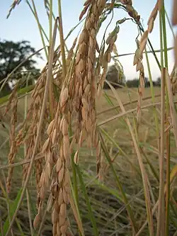 With low lying land and access to irrigation, Basedth is a major rice growing district