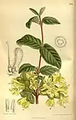 Lonicera hispida (as L. chaetocarpa), 1919.