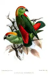 The front of the crown of the black-billed hanging parrot is red, turning to orange and yellow on the back of the crown. The tail is green above and blue below. Most of its feathers are bright green, its bill is black and its irises are brown