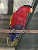 A red parrot with a black forehead, a dark purple belly, a blue underside-of-the-tail, and a yellow tail