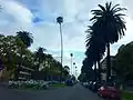 Palm trees lined up at S. Occidental Blvd between Koreatown and Westlake of Los Angeles, California