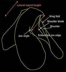 Lower rostral length