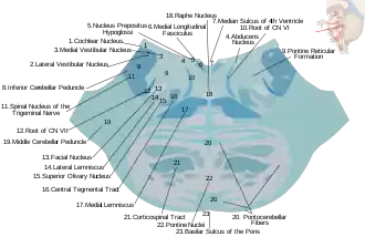 Cross section of lower pons showing the cochlear nucleus (#1) labeled at the top right.