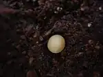 Egg