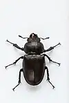 Lucanus cervus female