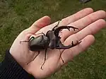 Lucanus cervus judaicus