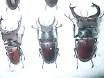 Lucanus cervus laticornis (middle)