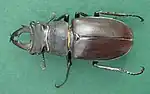 Lucanus cervus turcicus