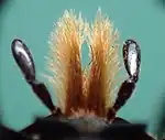 Mouthparts – the galea (feathery) and the labial palps